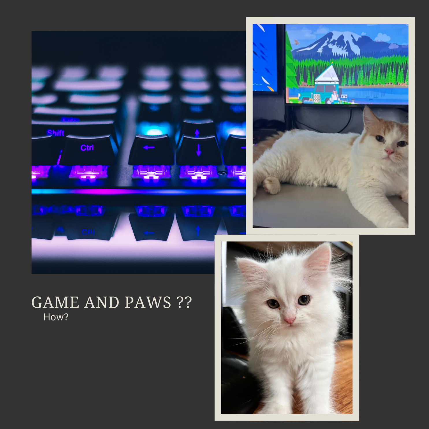 The Purrfect Match: Why Cats and Video Games Are the Ultimate Duo